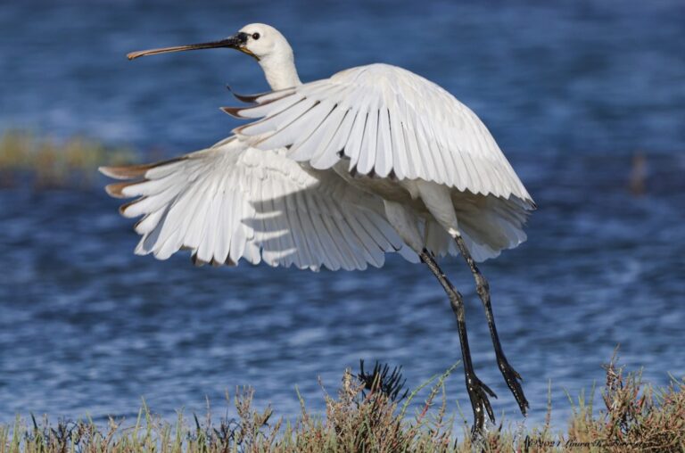 Eurasian spoonbill — Platalea leucorodia