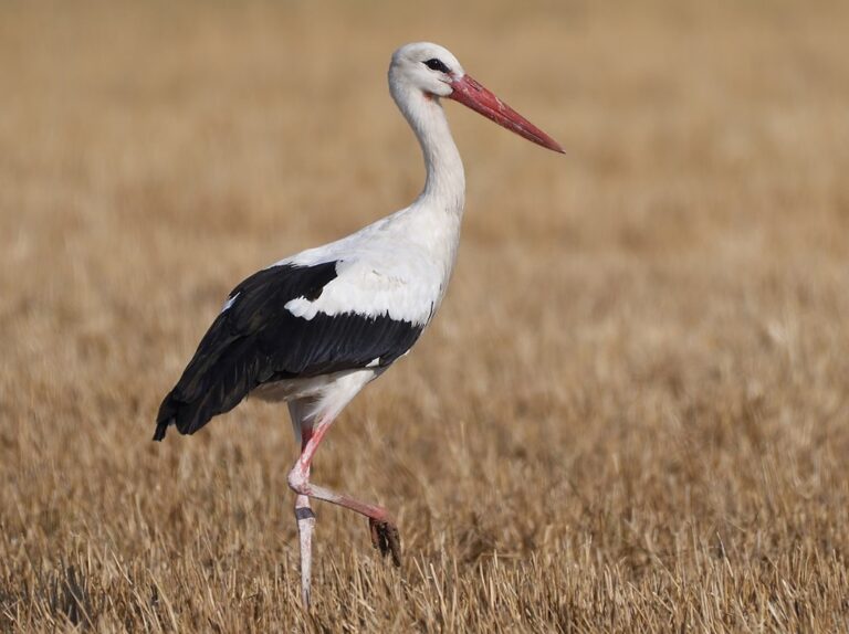 White stork — Ciconia ciconia