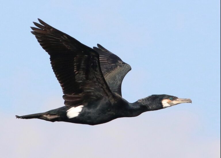 Phalacrocorax carbo — Phalacrocorax carbo