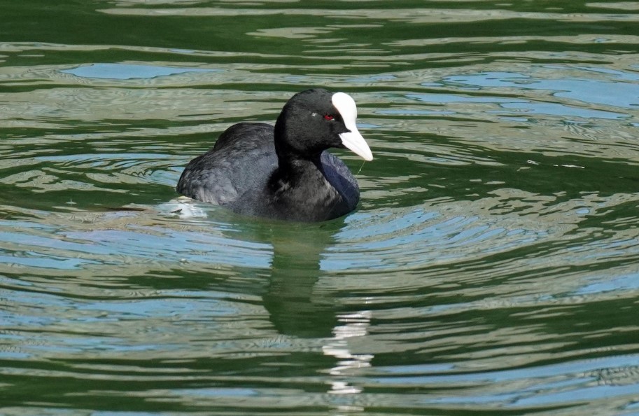 coot2