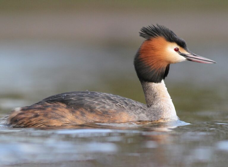 Great crested grebe — Podiceps cristatus