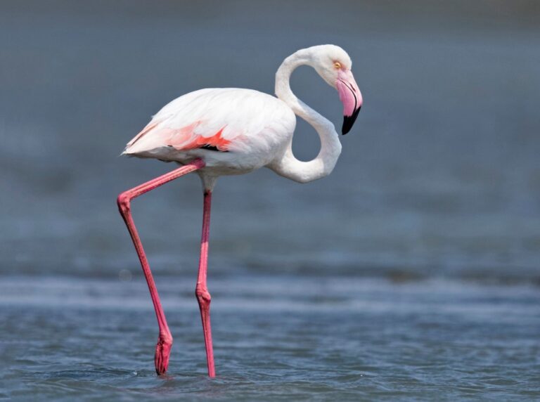 Greater flamingo — Phoenicopterus roseus