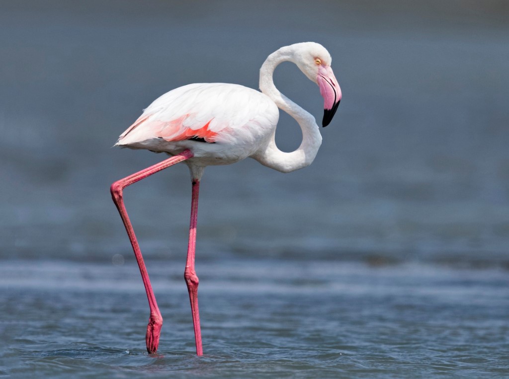 flamingo 2