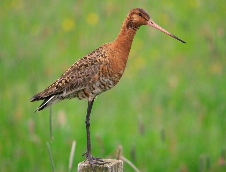 Black-tailed godwit — Limosa limosa