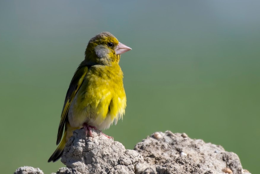 greenfinch