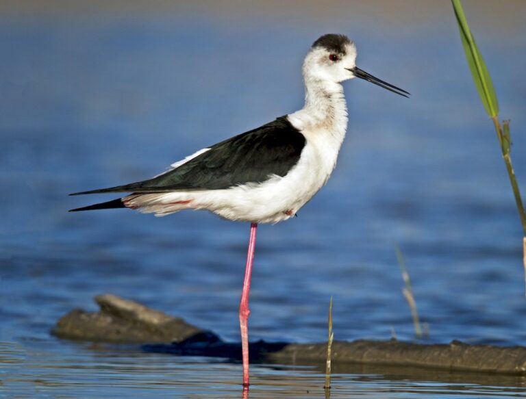 Black-winged stilt — Himantopus himantopus