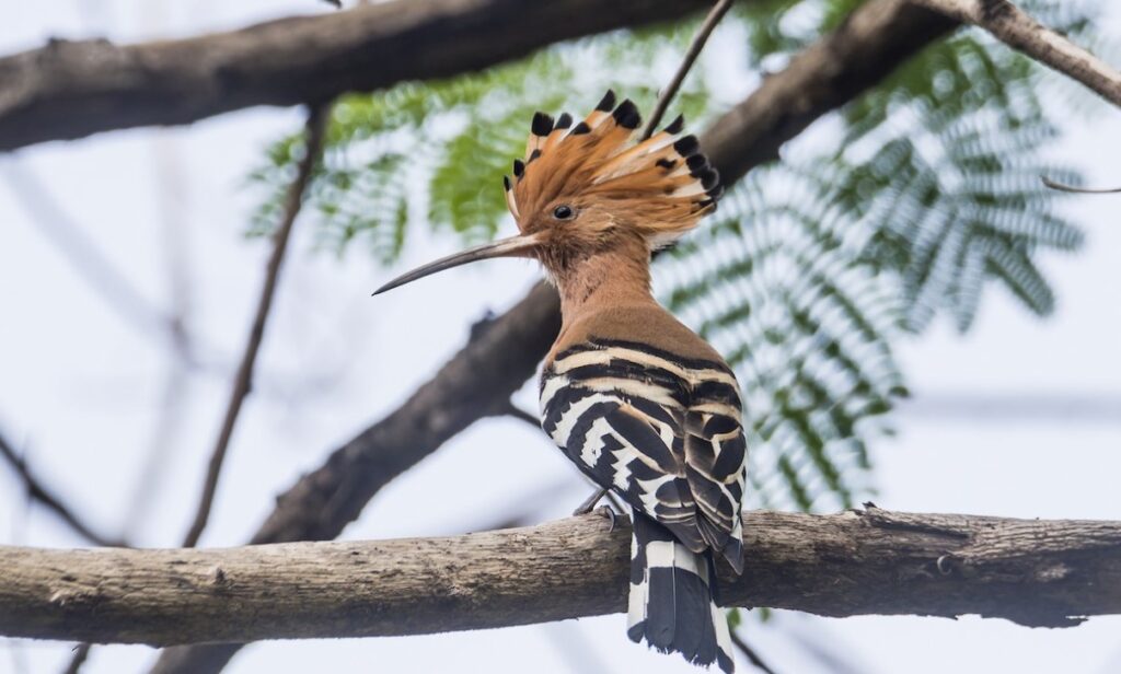 hoopoe