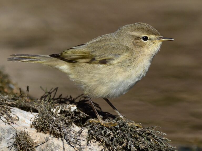 Phylloscopus collybita — Common chiffchaff