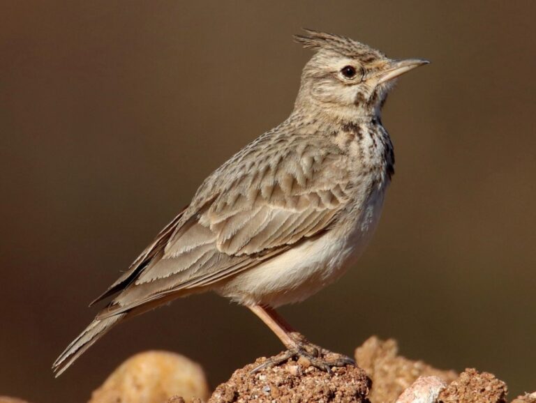 Crested lark — Galerida cristata