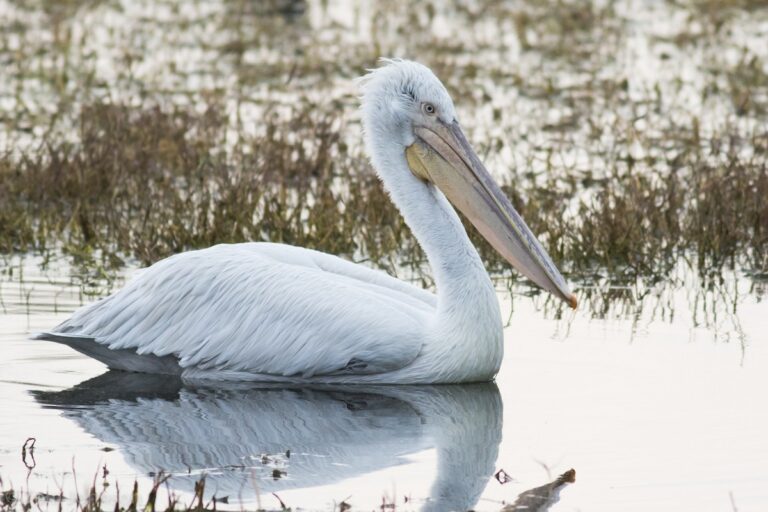 Dalmatian Pelican — Pelecanus crispus